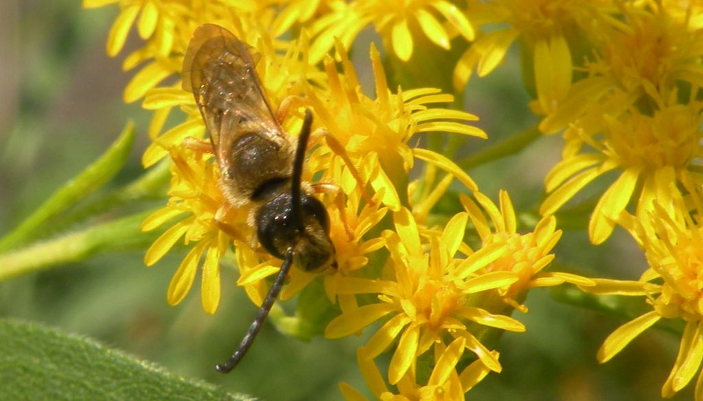 Faccia da Halictus